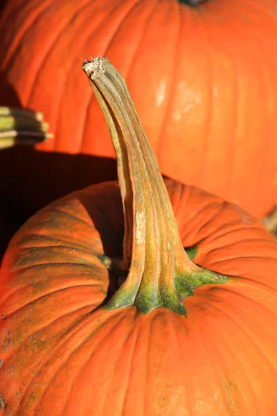 Närbild Skott Pumpa Stam — Stockfoto