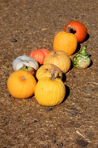 Calabazas Frescas Granja Hey —  Fotos de Stock