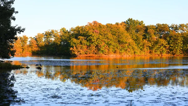 Barevné Podzimní Stromy Pod Večerním Sluncem Odrazy Jezeře Kent Michiganu — Stock fotografie