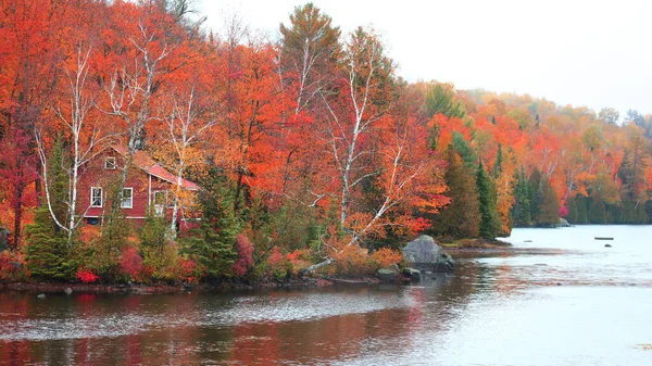 Coloridos Árboles Otoño Junto Orilla Del Lago Quebec Rural — Foto de Stock