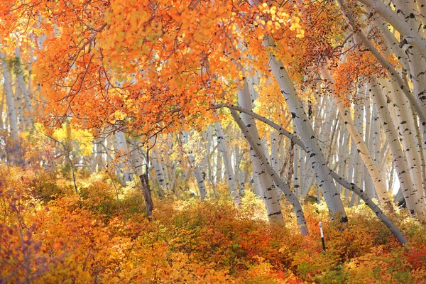 Цветные Аспенские Деревья Горах Сан Хуан Колорадо — стоковое фото