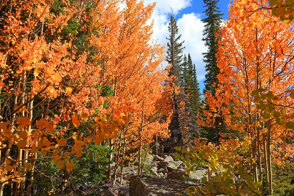 Luminosi Alberi Aspen Nella Foresta Conifere — Foto Stock