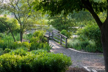 Yaban çiçeği bitkileri ve Michigan 'daki yemyeşil parktan geçen ayak köprüsünün manzarası..