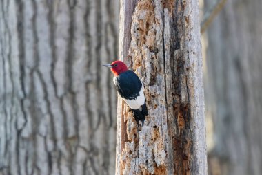 Amerikan Kızıl Saçlı Ağaçkakan ağaçtan odun gagalıyor.