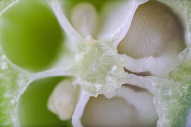 Bamya sebze kesim bölümünün dahili detaylarıyla aşırı yakın plan çekimi.