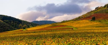 Moselle nehri şaraphanesinin panoramik manzarası, sonbahar bulutlu gününde üzüm bağları..