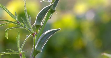 Bamya bitkilerinin taptaze bamya ışıklarıyla yakın görüntüsü. 
