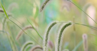 Yumuşak tüyleri olan yeşil tilki kuyruklu otların manzarası aynı zamanda sonbahar çimeni olarak da bilinir canlı, bulanık bir arka plana karşı.