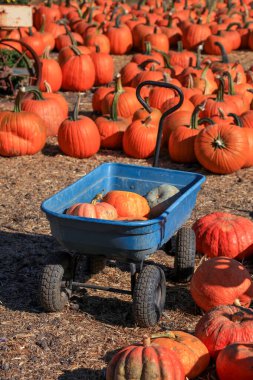 Sonbahar hasat festivali boyunca balkabaklarıyla çevrili mavi vagonlar.