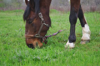 Yalnız kahverengi at şehrin arka planına karşı alanda duruyor