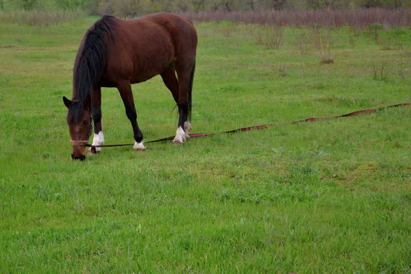 Caballo Marrón Solo Está Campo Contra Fondo Ciudad —  Fotos de Stock