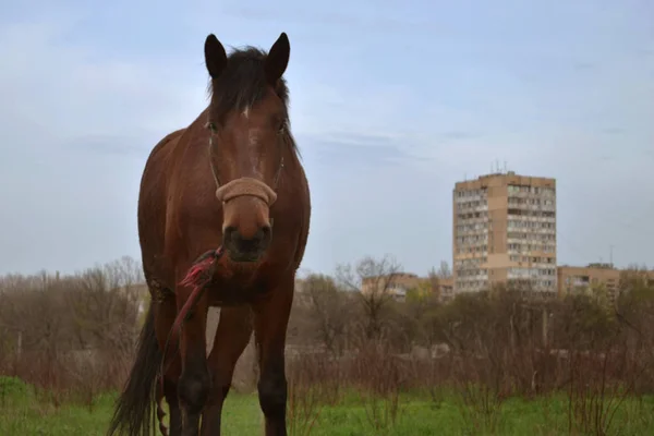 Alleen Bruin Paard Staat Het Veld Tegen Achtergrond Van Stad — Stockfoto