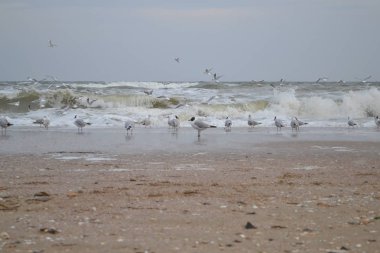 Siyah baş martı Larus ridibundus ve ortak martı Larus canus Karadeniz dalgalar yakınında Odessa Ukrayna kum boyunca yürümek