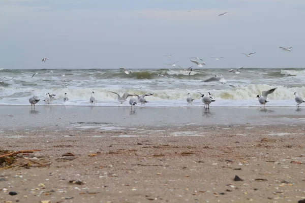 Siyah baş martı Larus ridibundus ve ortak martı Larus canus Karadeniz dalgalar yakınında Odessa Ukrayna kum boyunca yürümek