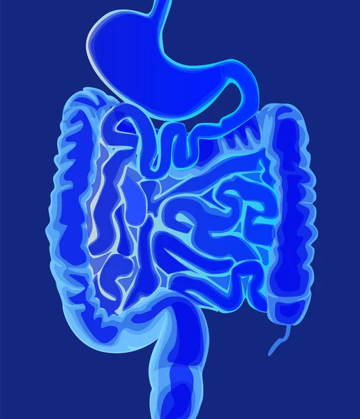 Ilustración Vectorial Médica Abstracta Intestino Sano Color Azul Claro — Archivo Imágenes Vectoriales