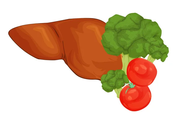 Concepto Hígado Sano Dibujos Animados Ilustración Alimentos Que Limpian Hígado — Vector de stock
