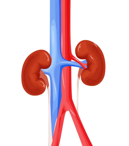 Inflammation Des Reins Des Organes Urinaires Humains Cœur Des Reins — Image vectorielle