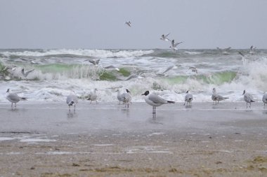 Odessa plajda Martılar, Ukrayna bulutlu hava ve kimse