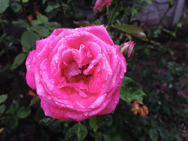 Цветок Розы Капельками Росы Лепестках — стоковое фото