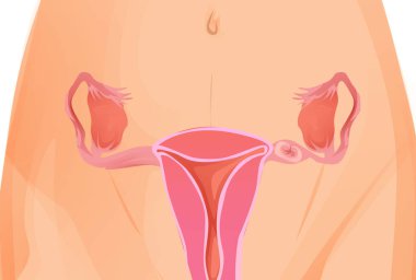 Rahim yumurtalık, serviks, fallop tüpleri üzerinde arka izole. Kadın üreme sistemi.