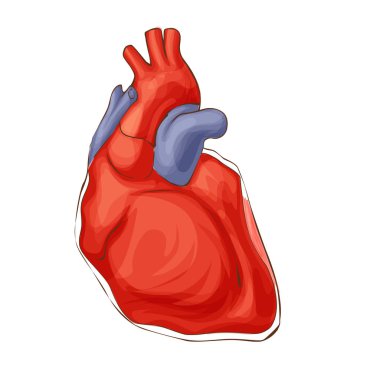 Anatomik kalp izole. İnsanlar ve hayvanlar, hangi pompalar dolaşım sistemi kan damarlarının kan kaslı organ. Kalp tanı Merkezi işareti. İnsan kalp karikatür tasarım. Vektör