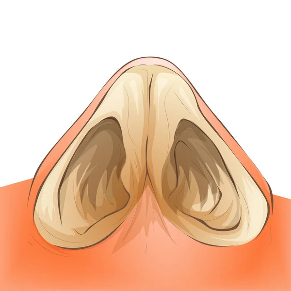 鼻隔膜解剖图 卡通医疗载体风格 — 图库矢量图片