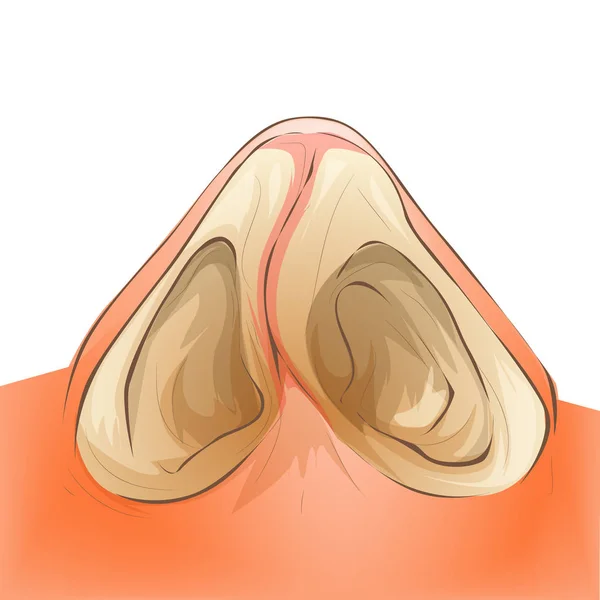 Burun Septum Anatomisi Illüstrasyon Karikatür Tıbbi Vektör Tarzı — Stok Vektör