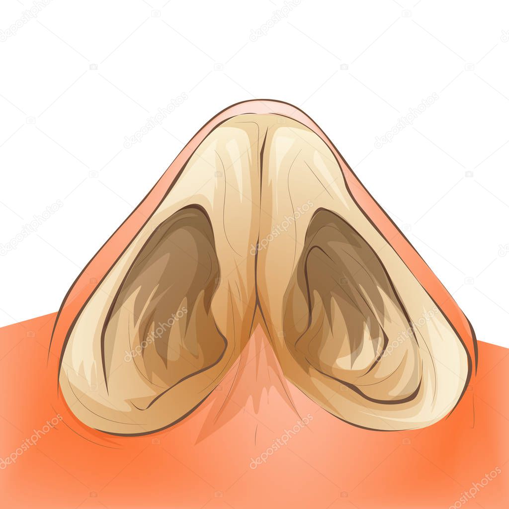 Nose septum anatomy illustration. Cartoon medical vector style.