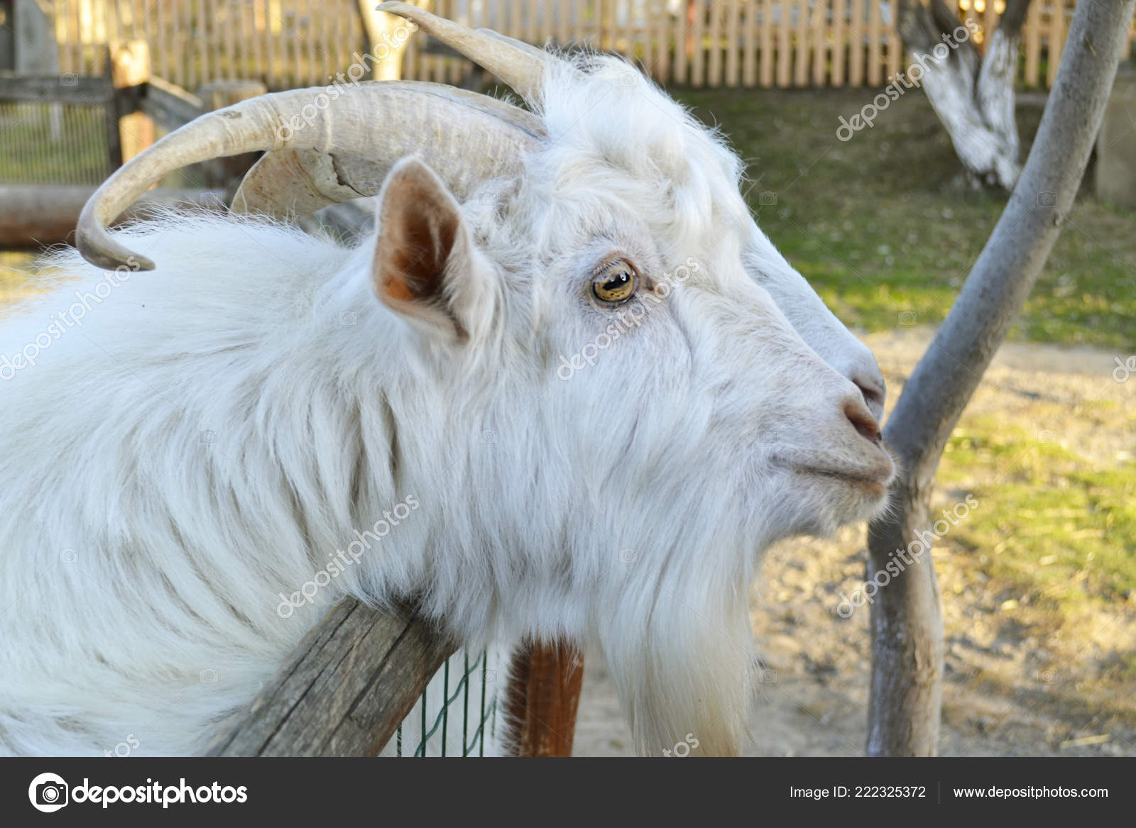 wallpapers Mountain Goat With Curved Horns depositphotos