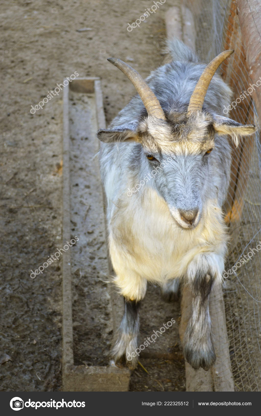 Close Profile Portrait White Male Goat Slightly Curved Horns Short Stock Editorial Photo C Enotmutant Close Profile Portrait White Male Goat Slightly Curved Horns Short Stock Editorial Photo C Enotmutant