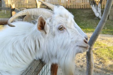 Beyaz erkek keçinin, hafif kavisli boynuzları ve kısa sakallı yakın çekim profil portresi, yeşil arka plan üzerinde, arka planda yumuşak bir odakta, aşağıya bakıyor..