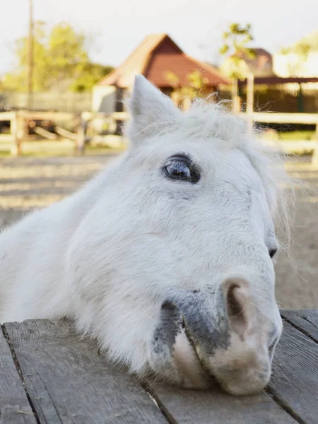 Портрет Эмоциональной Белой Лошади Смотрящей Камеру Ферме Маленький Белый Пони — стоковое фото