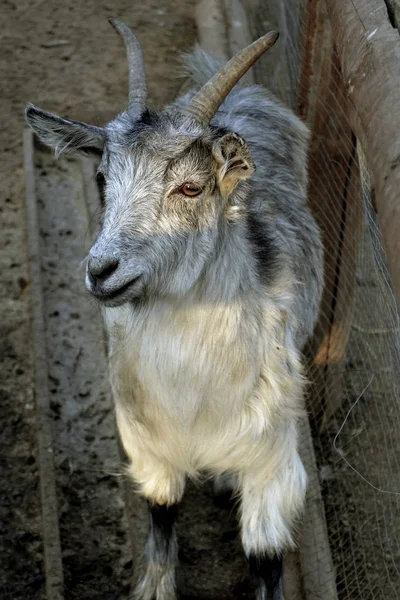 Close Profile Portrait White Male Goat Slightly Curved Horns Short — Stock Photo, Image