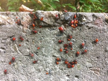 Böcekler kışı için hazırlanır, büyük ailelerde ve sürülerde toplanır.