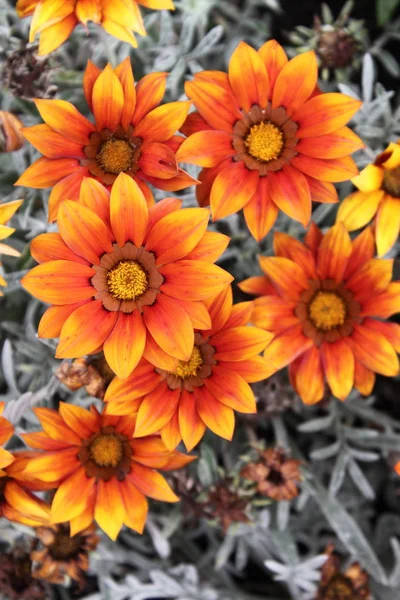 Vue Rapprochée Buisson Marguerites Orange — Photo