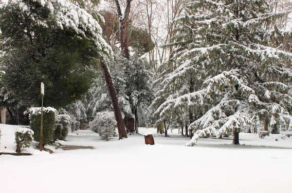 Winter Snow Walkway Public Park — Stock Photo, Image