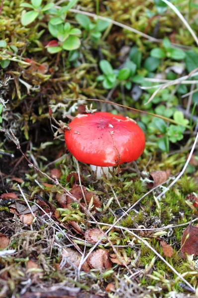 Russula emetica mushroom — Stok fotoğraf