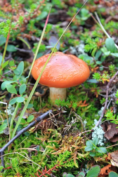 Russula emetica cogumelo — Fotografia de Stock