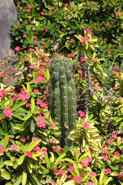 Composición de plantas suculentas — Foto de Stock