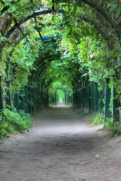 Зелена арка з решіткою — стокове фото