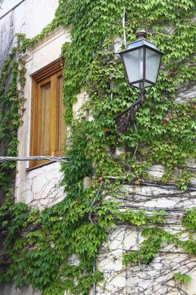 Wooden window with ivy — Stock Photo, Image