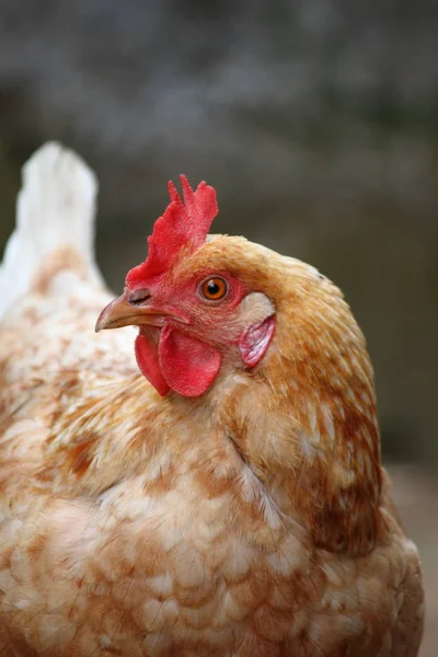 Brown hen in a farm yard — Stock Photo, Image