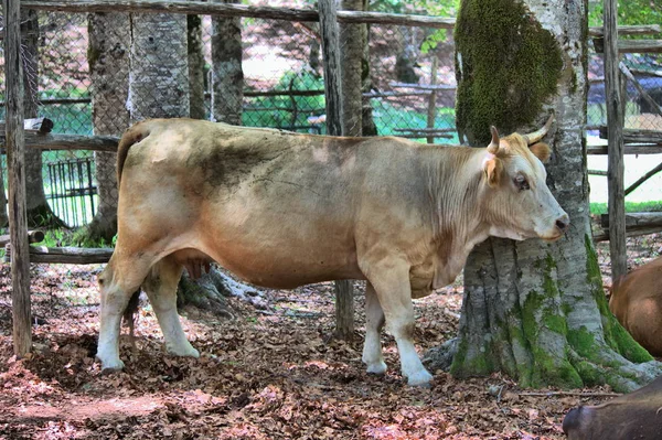 Mucca in una stalla — Foto Stock