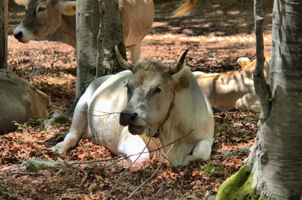 Koe in een stal — Stockfoto