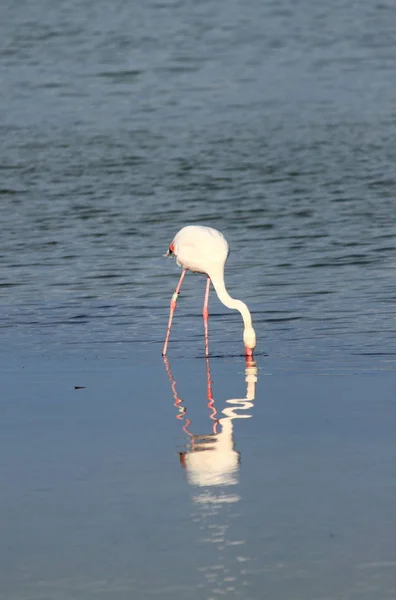 Flamingo v parku Cagliari v Molentargiu — Stock fotografie