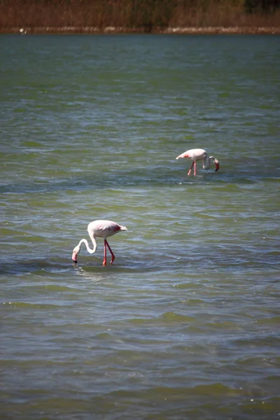 Fenicotteri nel Parco Molentargius di Cagliari — Foto Stock