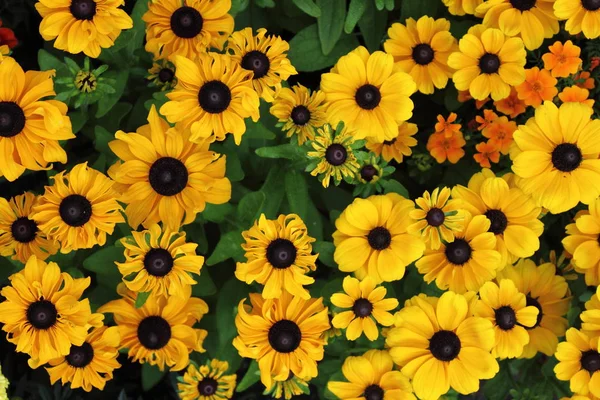 Yellow daisies — Stock Photo, Image