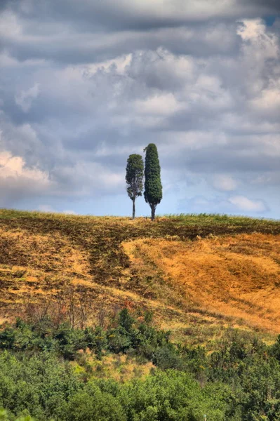 Paysage toscan avec cyprès — Photo