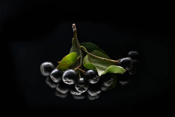 Black chokeberry, isolated on black background. — Stock Photo, Image
