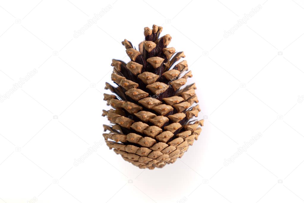Pine cone isolated on a white background.